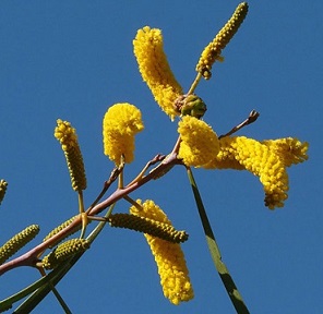 Acacia acuminata