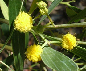 red acacia flower