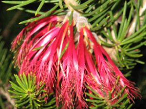 Calothamnus rupestris - Apace WA