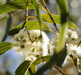 Eucalyptus lane-poolei - Apace Aid WA