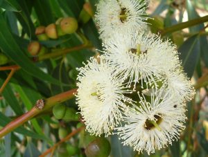 The iconic Perth coastal native tree, Eucalyptus gomphocephala or Tuart