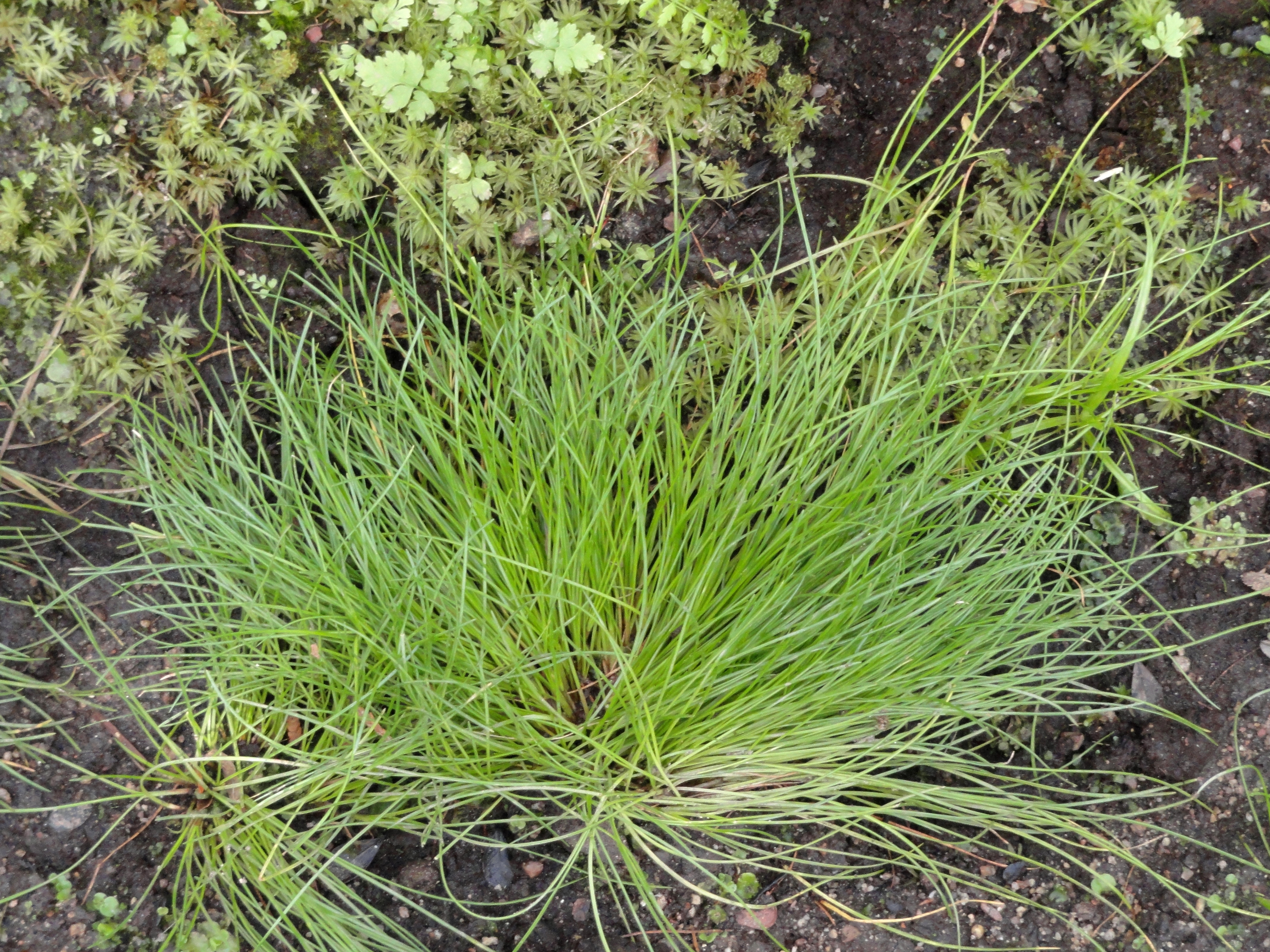 Isolepis cernua - Apace Aid WA