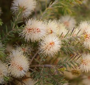 Melaleuca incana - Grey Honeymyrtle - APACE Nursery WA