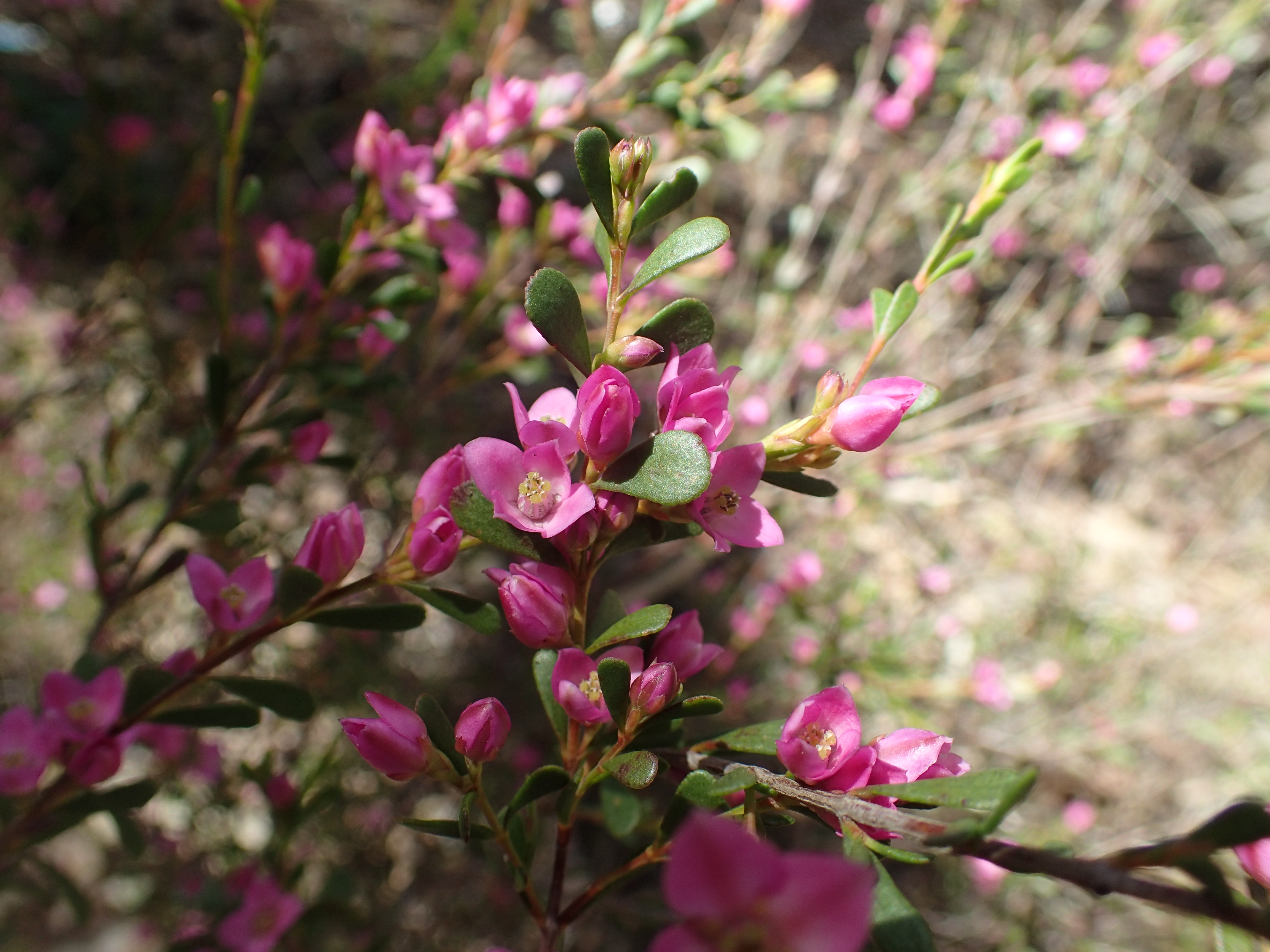 boronia-crenulata-apace-aid-wa