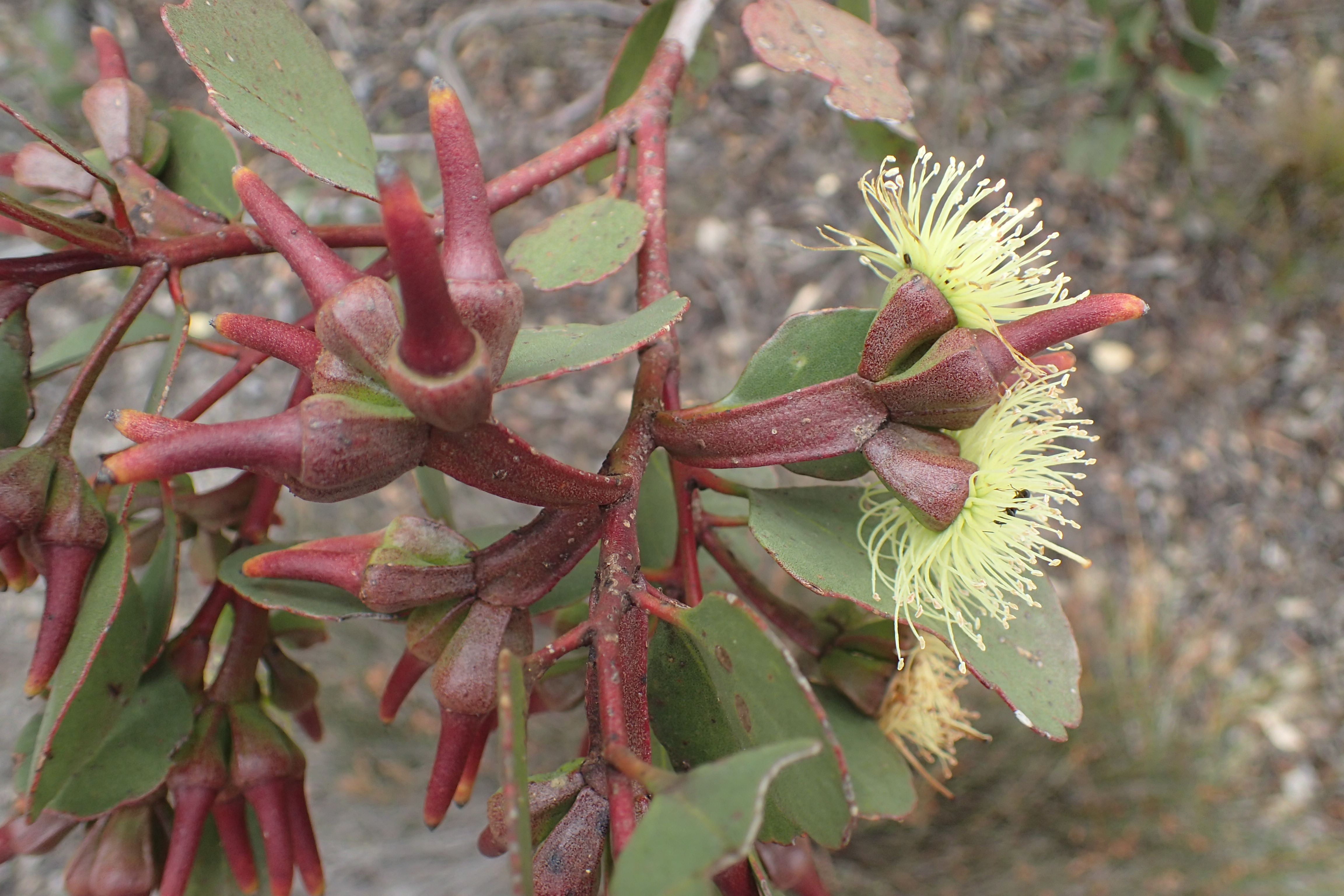 Eucalyptus platypus - Apace Aid WA