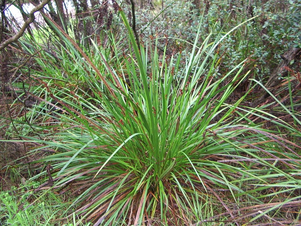 Lepidosperma gladiatum - Apace WA