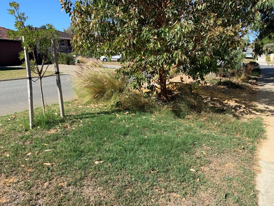 7 steps to creating a successful native verge in Perth WA Apace WA