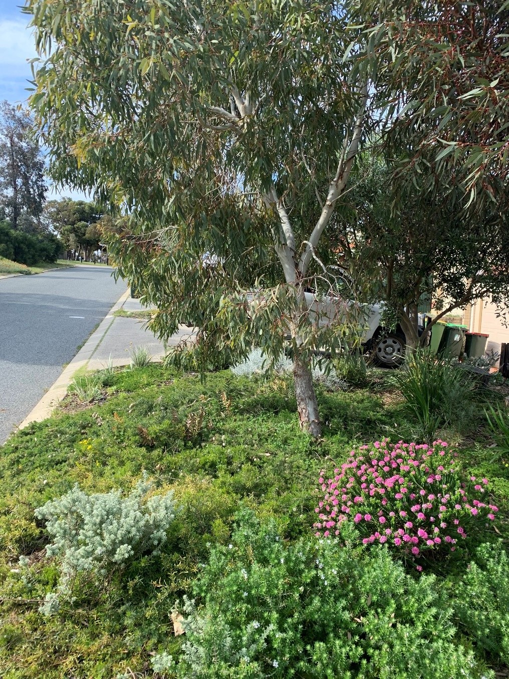 7 Steps To Creating A Successful Native Verge In Perth Wa Apace Wa 4111