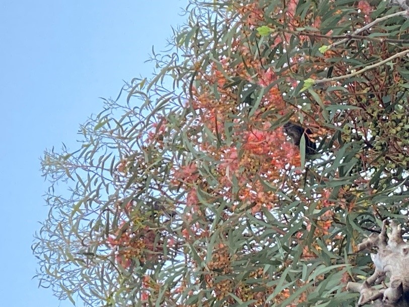 Wattlebird in a Eucalyptus tree